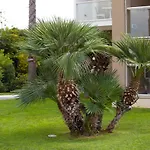 מלון Palace 4*